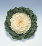 Ornamental Kale Pigeon White F1 Imported heirloom non-gmo organic garden seeds