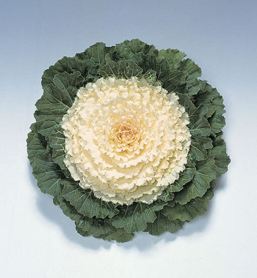 Ornamental Kale Pigeon White F1 Imported heirloom non-gmo organic garden seeds