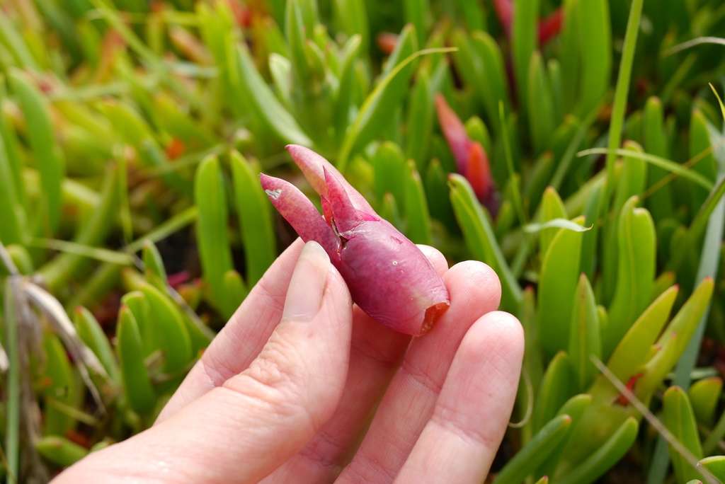 Pigface Fruit (Carpobrotus edulis) – Sweet and Tangy Edible Succulent