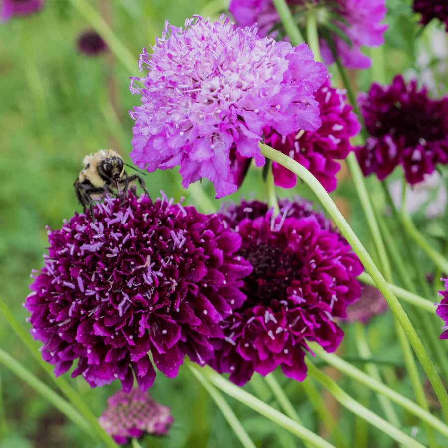 Scabiosa Cutbrite Pincushion Mix Flower Seeds – Colorful Mix for Cut Flowers and Pollinator Gardens