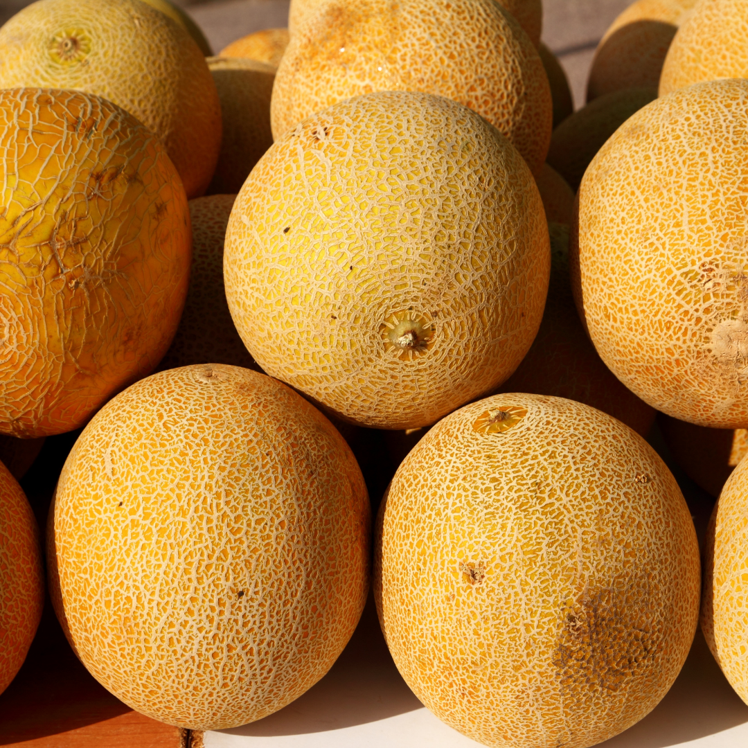 Pineapple melon seeds for organic gardening warm season crop