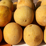 Pineapple melon seeds for organic gardening warm season crop