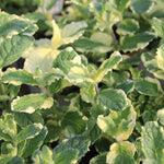 High-germination pineapple mint seeds producing variegated foliage