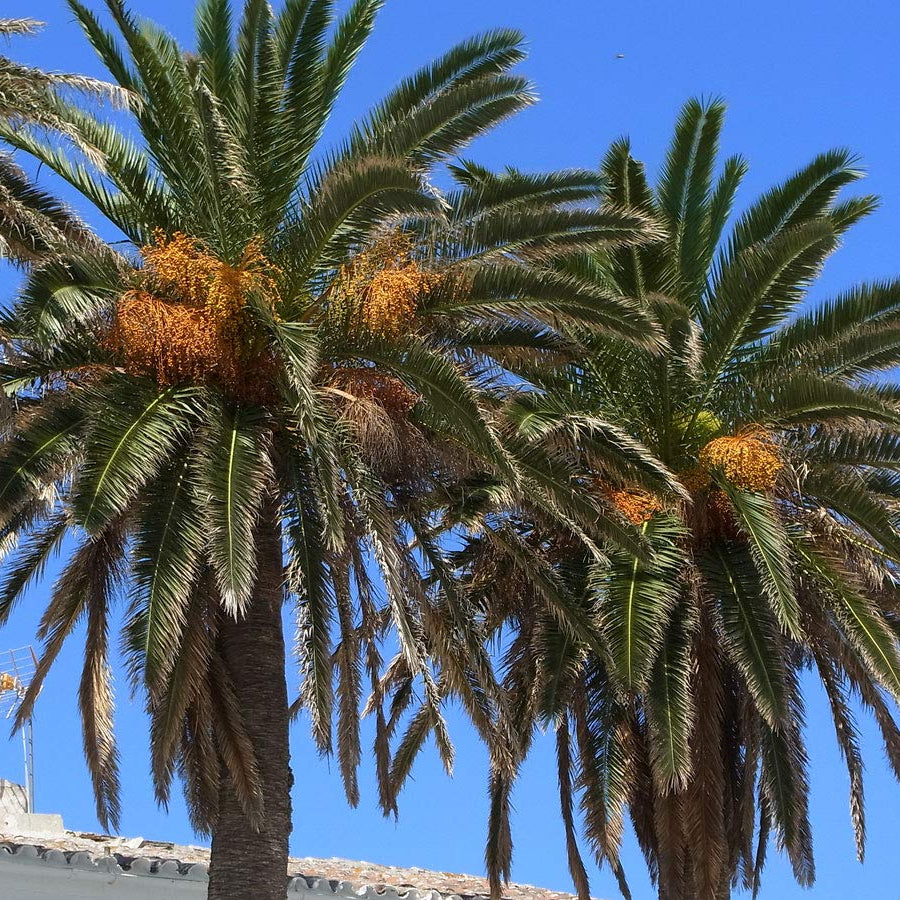 Pineapple Palm (Syagrus romanzoffiana) with its tropical feathery fronds