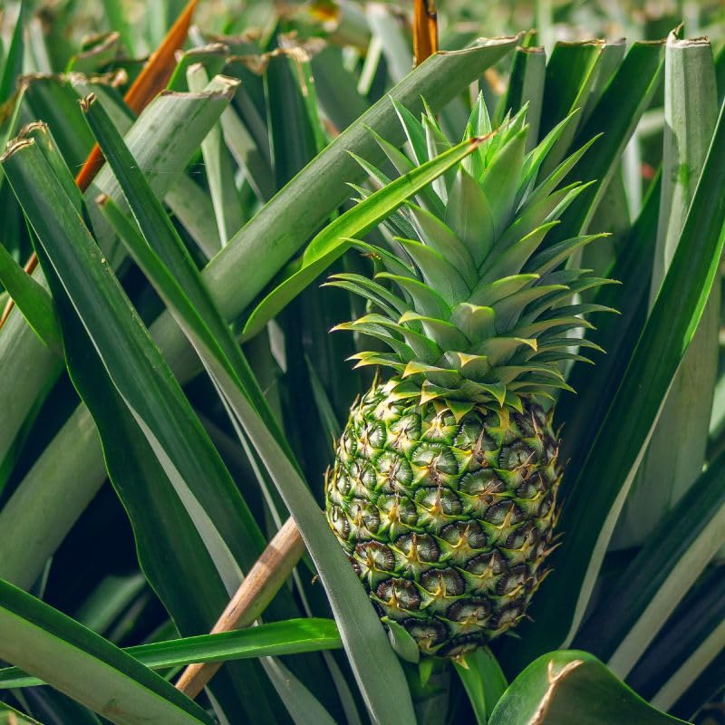 Tropical pineapple seeds for home garden and container growing