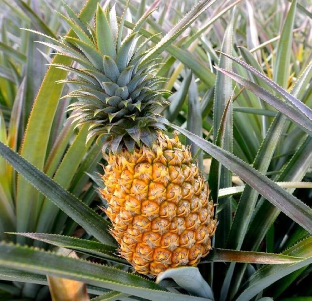 plant pineapple seeds Pineapple Seeds – Ananas comosus Tropical Variety – Dharaseeds