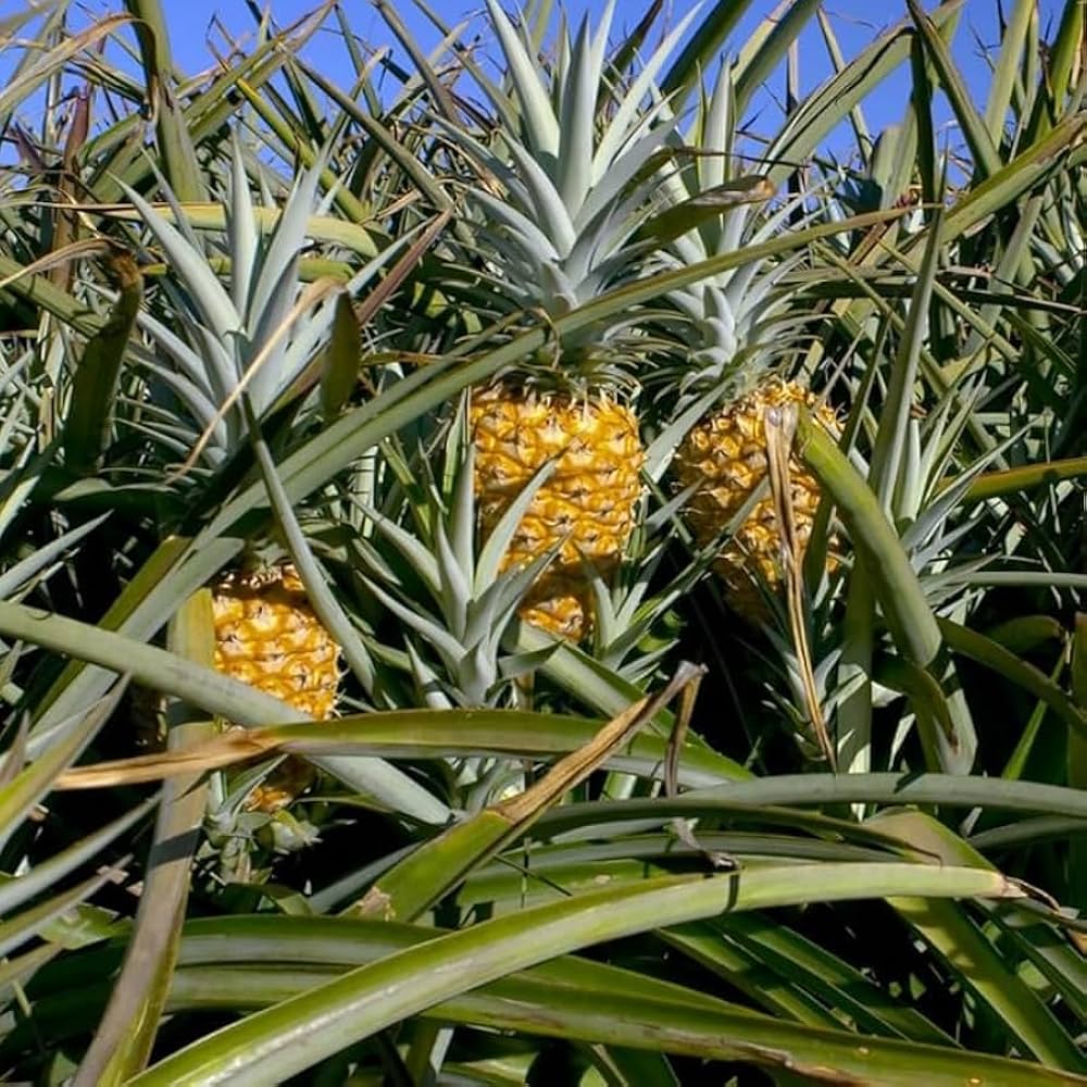 buy pineapple plant seeds Pineapple Seeds – Ananas comosus Tropical Variety – Dharaseeds