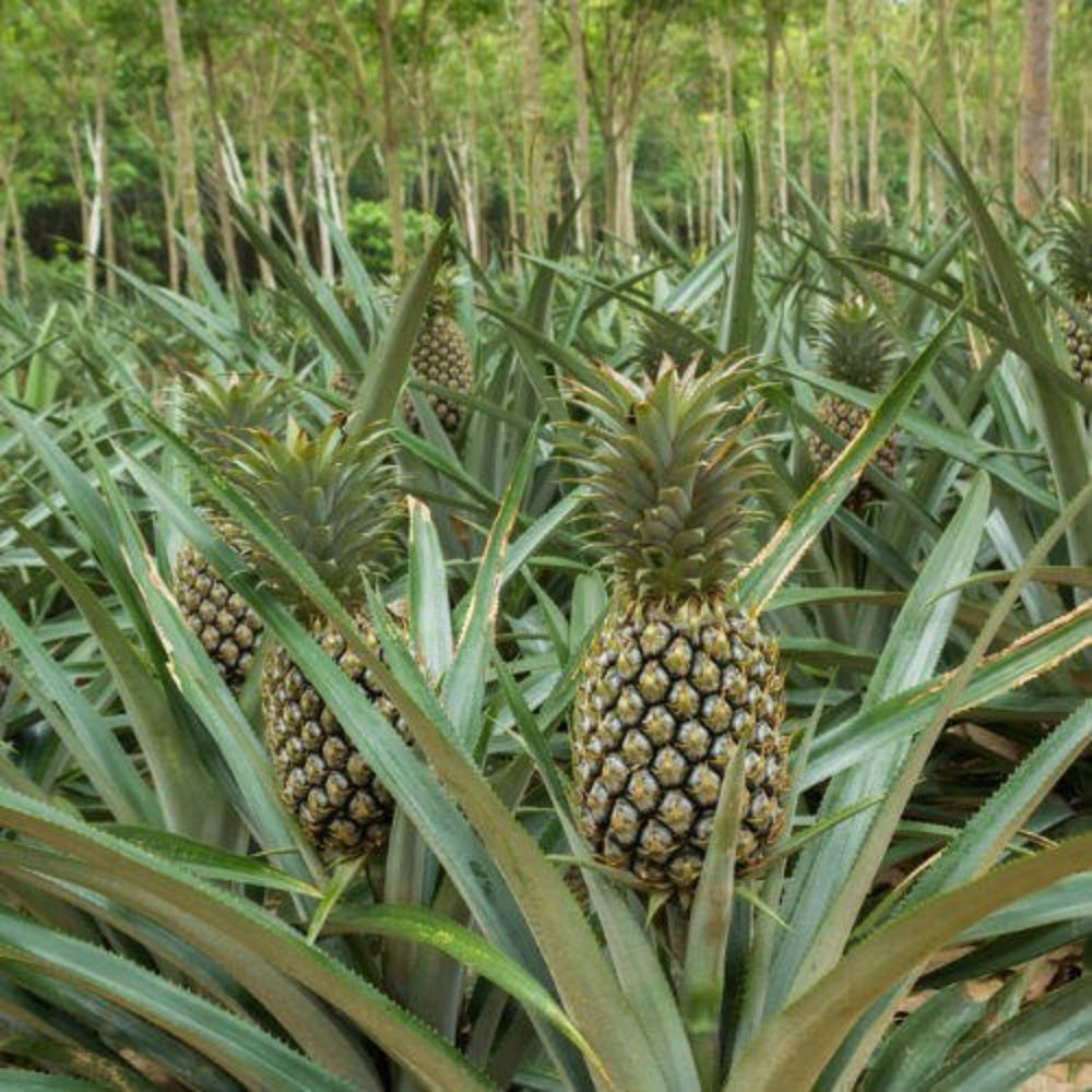 Black Pineapple Fruit Seeds for Cultivation and Planting – Heirloom and Non-GMO Seeds
