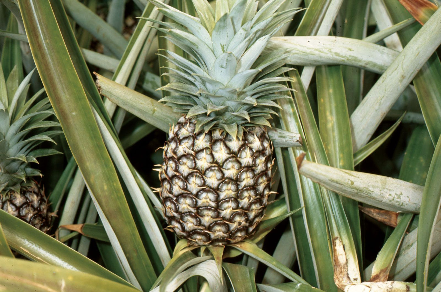 Pineapple (Ananas comosus) – Sweet & Tropical Fruit for Refreshing Snacks