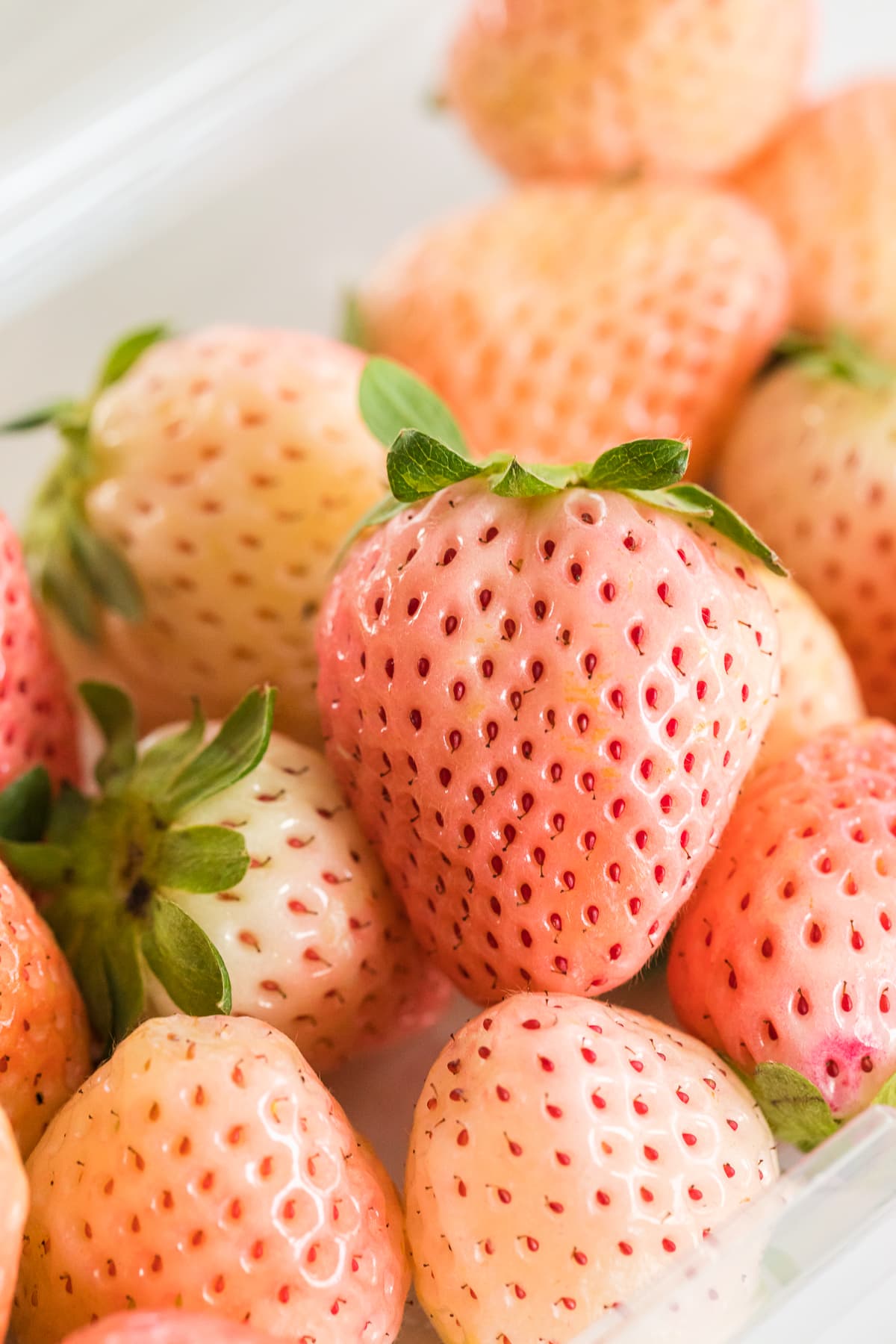 Pineberry (Fragaria × ananassa) – White Strawberry with Pineapple Flavor