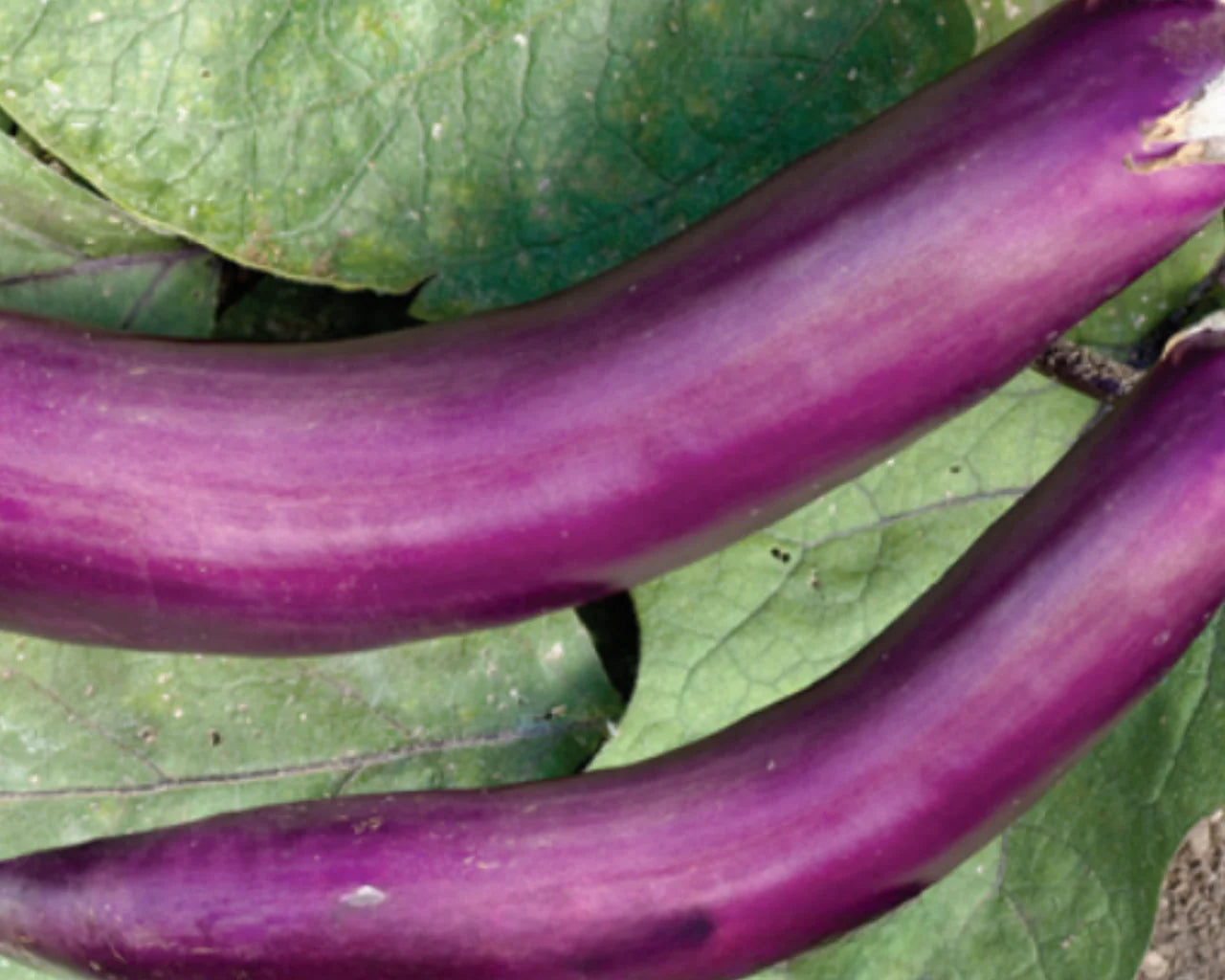 Comet Purple Hybrid Eggplant Seeds | Smooth Glossy Deep-Purple Eggplants – Heirloom, Non-GMO, High Germination Organic Garden Seeds