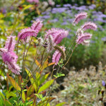 Pink Alaskan Burnet Plant Seeds for Planting - 100 Pcs - Dharaseeds
