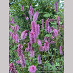 Pink Alaskan Burnet Plant Seeds for Planting - 100 Pcs - Dharaseeds