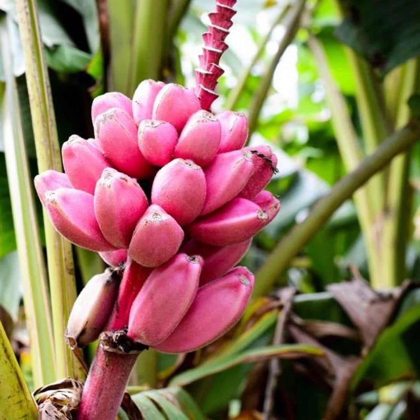 Pink banana Musa velutina seedlings grown from seeds