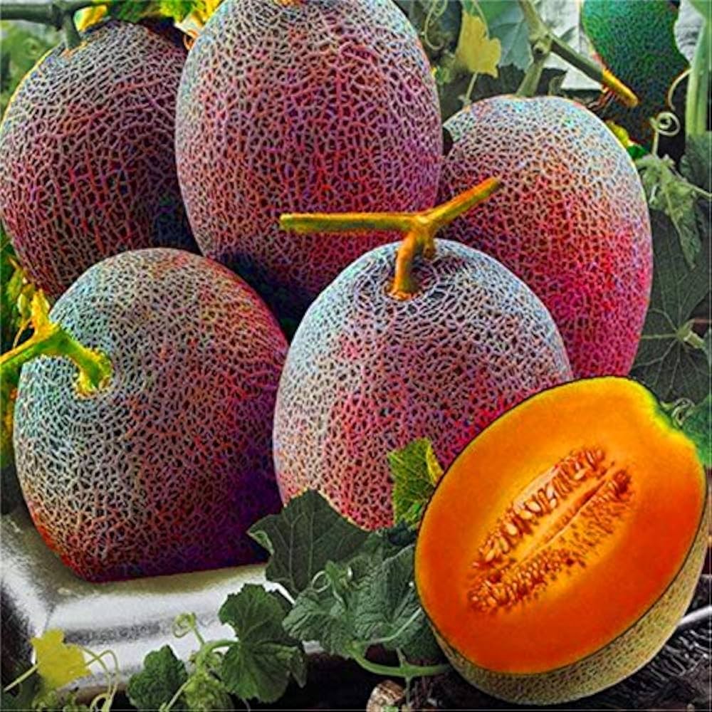 Pink cantaloupe growing guide seeds for outdoor planting