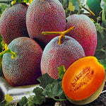 Pink cantaloupe melon seeds high germination variety