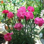 Pink Carnation Seeds – Elegant Fragrant Blooms for Bouquets & Edging - Dharaseeds