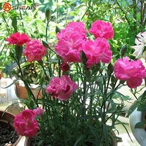 Pink Carnation Seeds – Elegant Fragrant Blooms for Bouquets & Edging - Dharaseeds