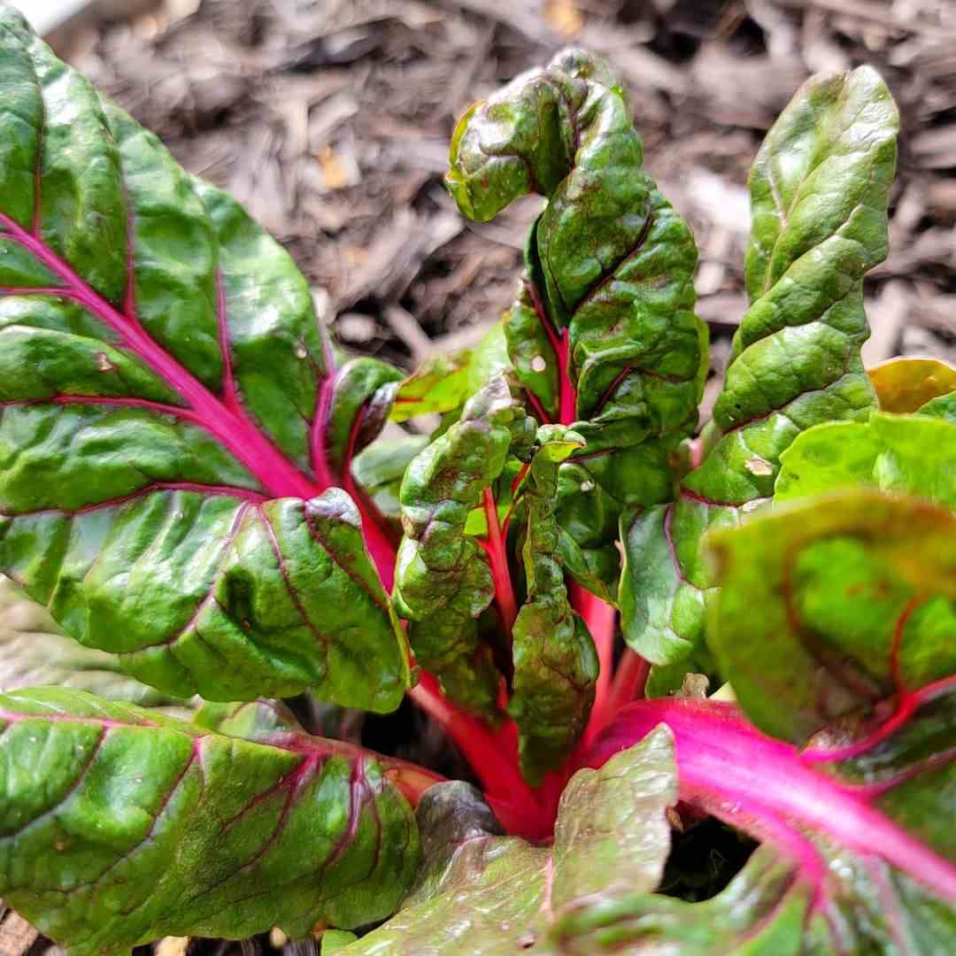 Pink Green Swiss Chard Vegetable Seeds for Planting, heirloom & Non-GMO Seeds