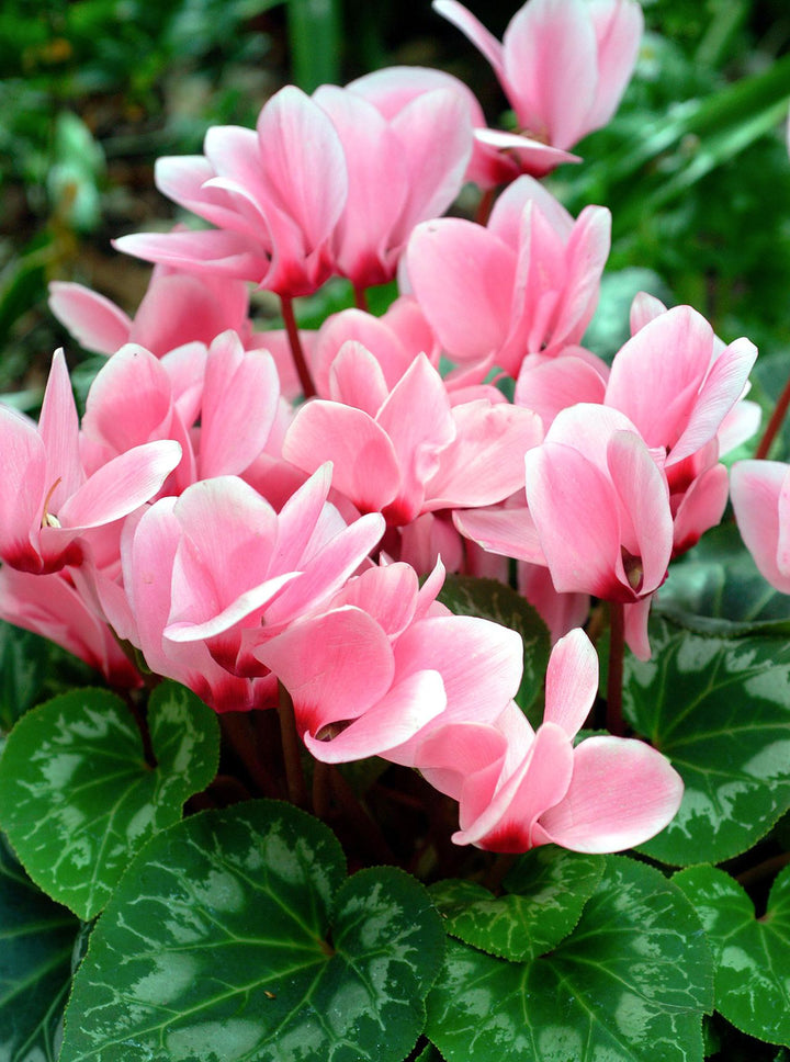 Dark Pink Cyclamen Flower Seeds for Planting - NON GMO Seeds