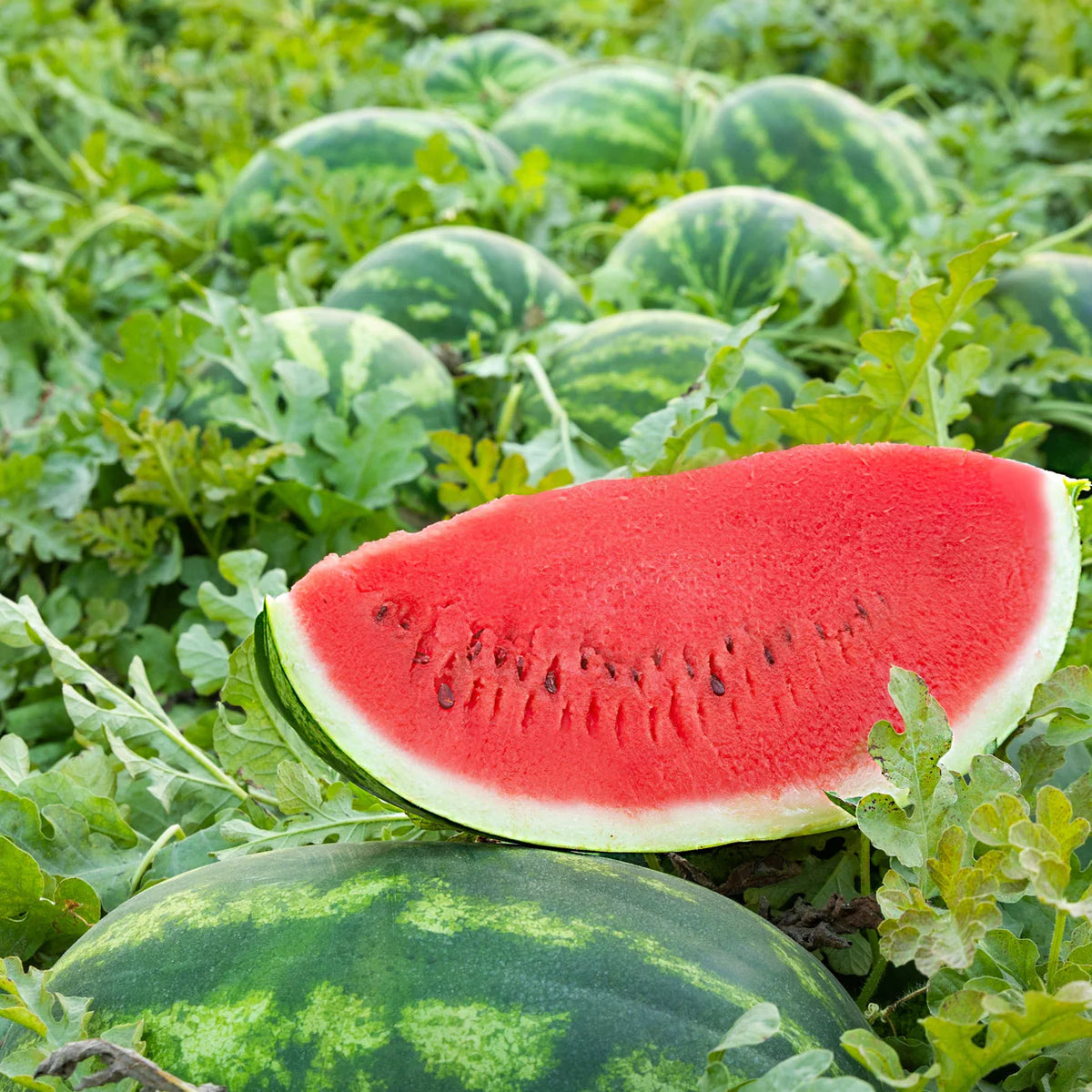 Pink flesh watermelon seeds hybrid garden variety