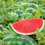 Pink flesh watermelon seeds hybrid garden variety