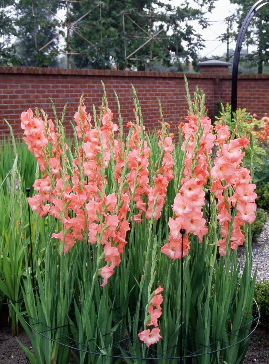 Red Gladiolus Flowers Seed