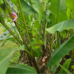 Pink ornamental banana blooms of Musa ornata plant