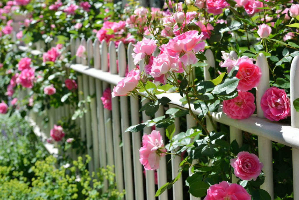 Rose Rosa Hybrida Climbing Flower Seeds for Planting