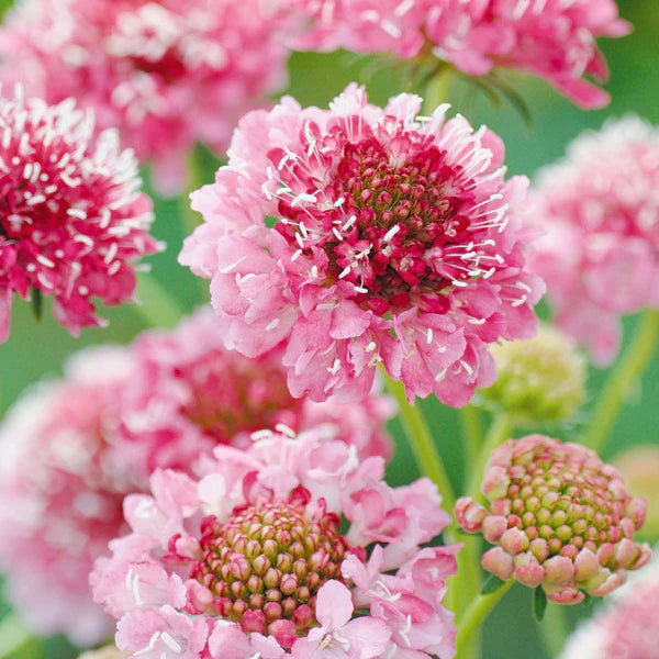 Pink Scabiosa Flower Seeds for Planting, Fresh, 100 Pcs - Dharaseeds