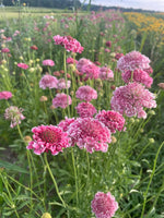 Pink Scabiosa Flower Seeds for Planting, Fresh, 100 Pcs - Dharaseeds