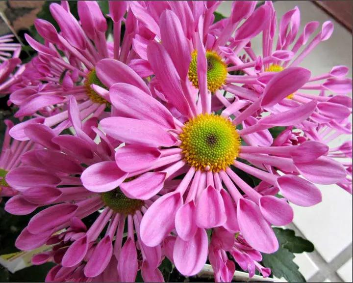 Pink Spoon Mum Flower Seeds for Planting, NON GMO Seeds Dhara Seeds