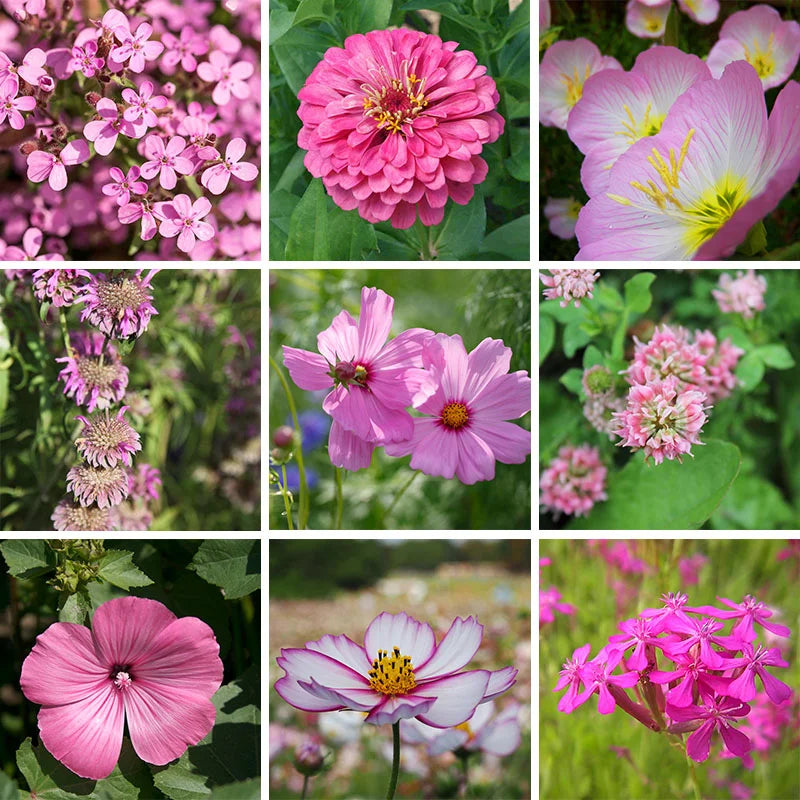 Midland Pink Wildflower seeds – delicate pink shooting blooms for meadows
