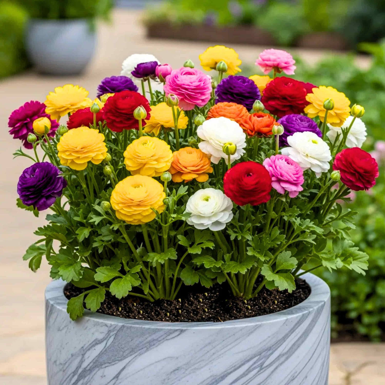 Heirloom Perennial Ranunculus Asiaticus Mixed Color Bulbs - Non-GMO for Beautiful Garden Blooms