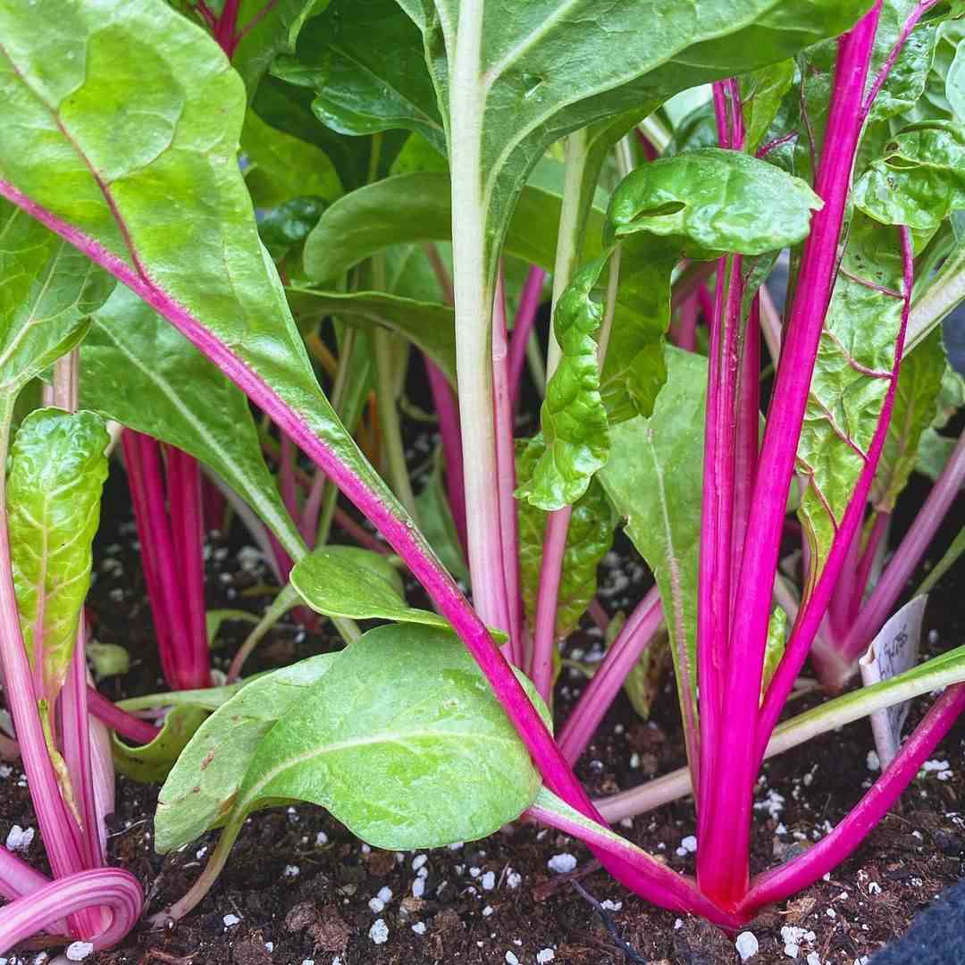 Pink Green Swiss Chard Vegetable Seeds for Planting, heirloom & Non-GMO Seeds