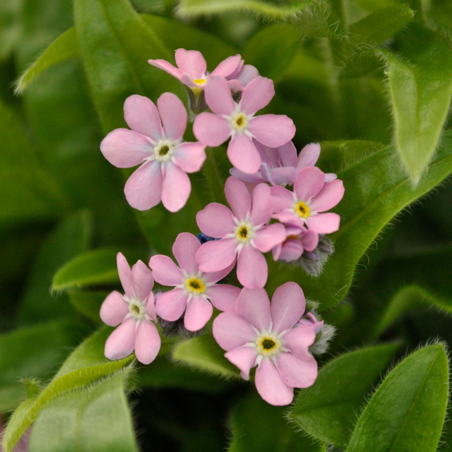 Chinese Forget Me Not Pink Rare Bloom Flower Seeds