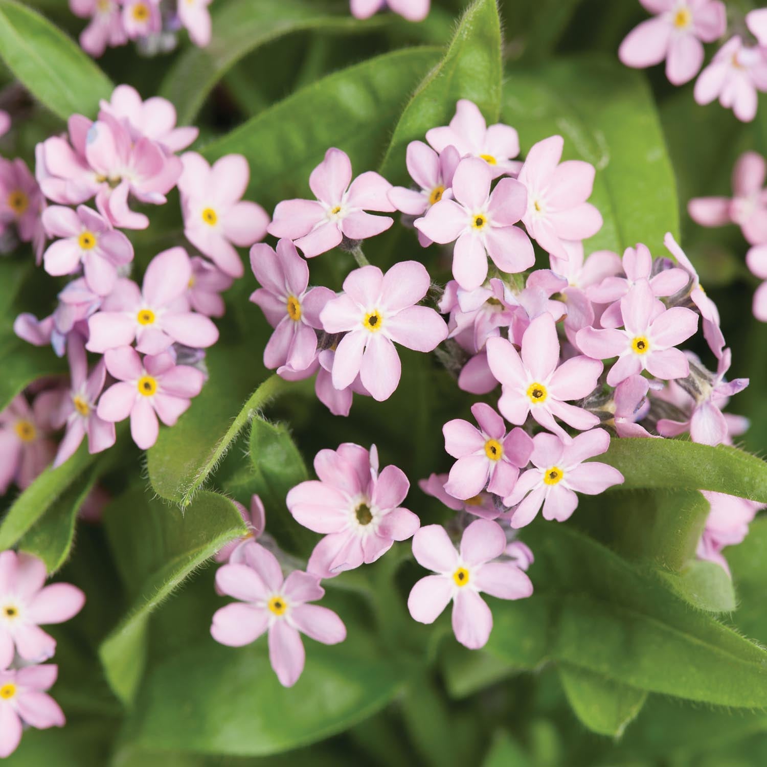 Chinese Forget Me Not Pink Rare Bloom Flower Seeds