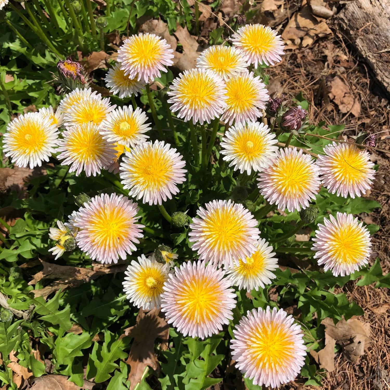 Dandelion Seeds - Pink