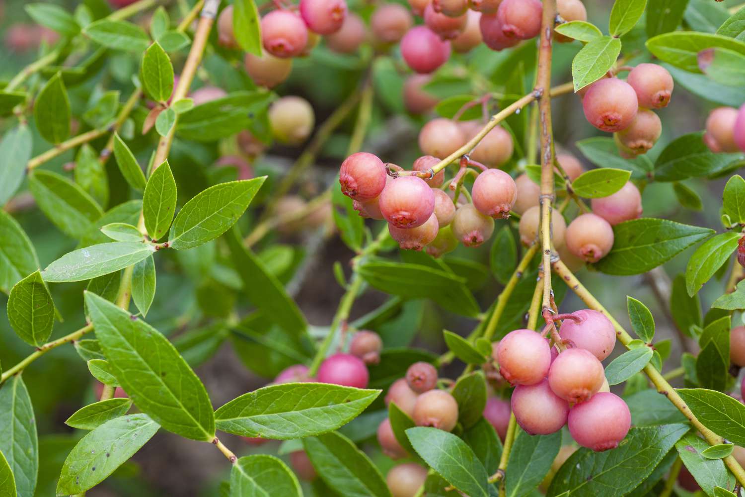 Pink Lemonade Blueberry (Vaccinium corymbosum) – Sweet & Tangy Pink Berries