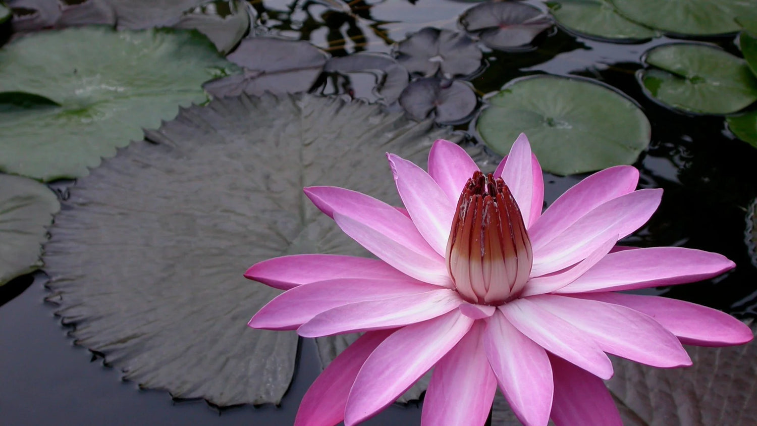 Waterlily Pink Night Bloomer