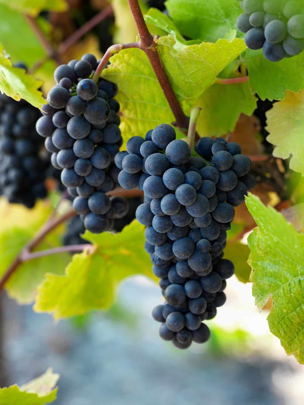 Pinot Noir Grape (Vitis vinifera 'Pinot Noir') – Premium Red Wine Grape