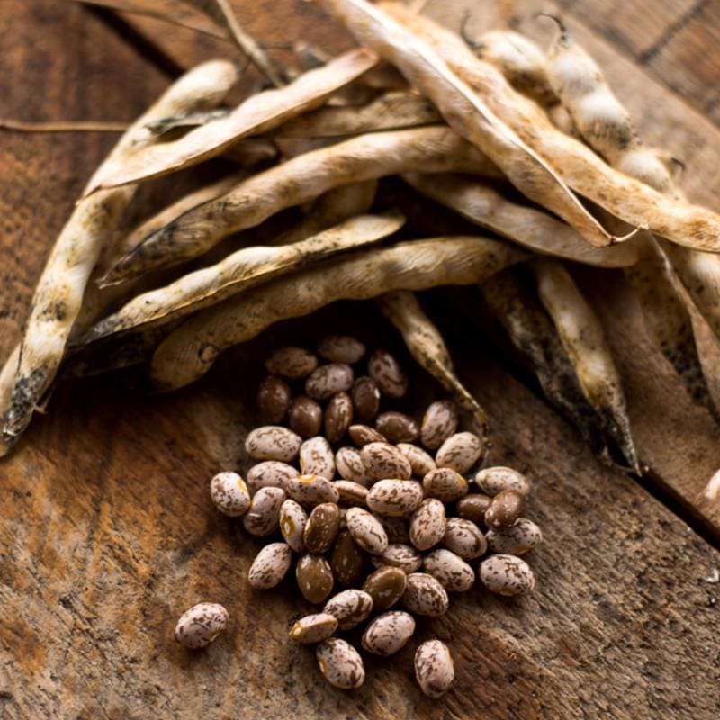 Pinto Bean Vegetable Seeds for Planting