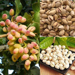 Pistachio nut tree seeds Pistacia vera organic Non-GMO