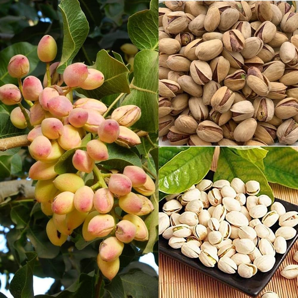Pistachio nut tree seeds Pistacia vera organic Non-GMO
