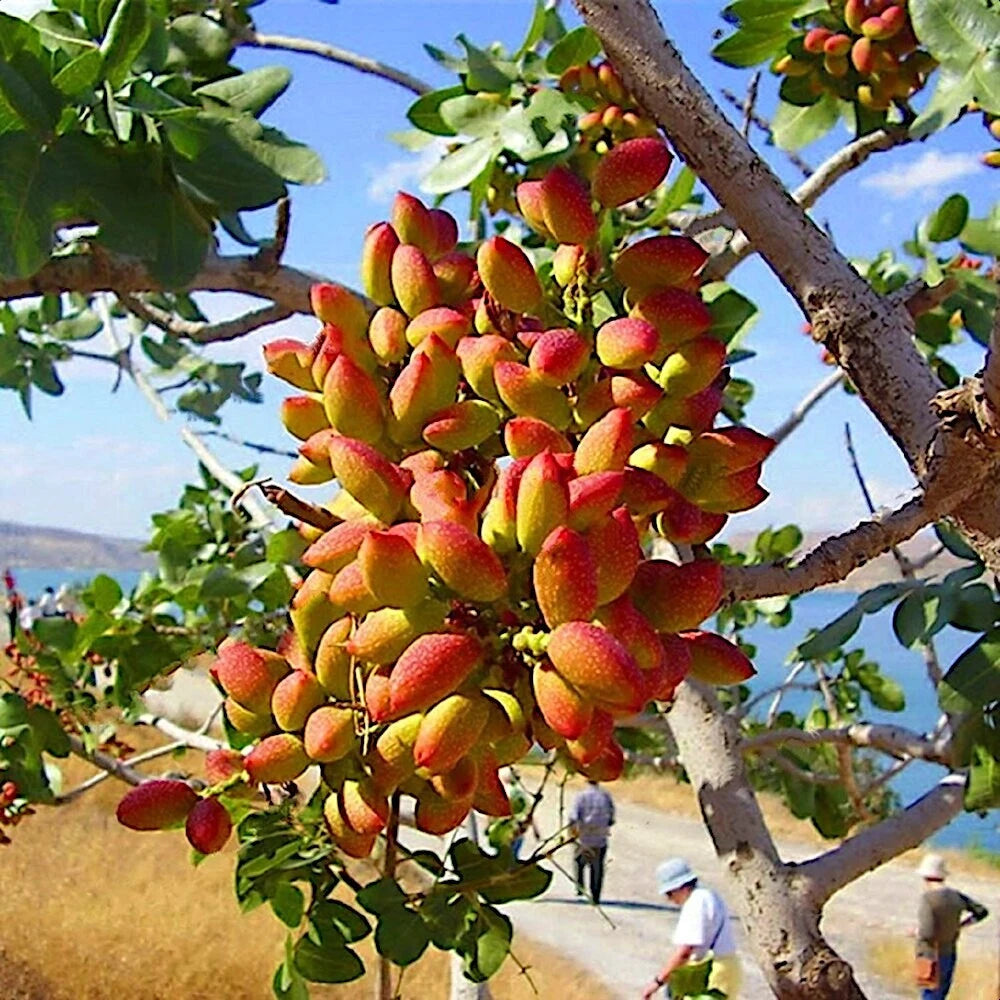 Pistachio tree seeds for planting high germination quality
