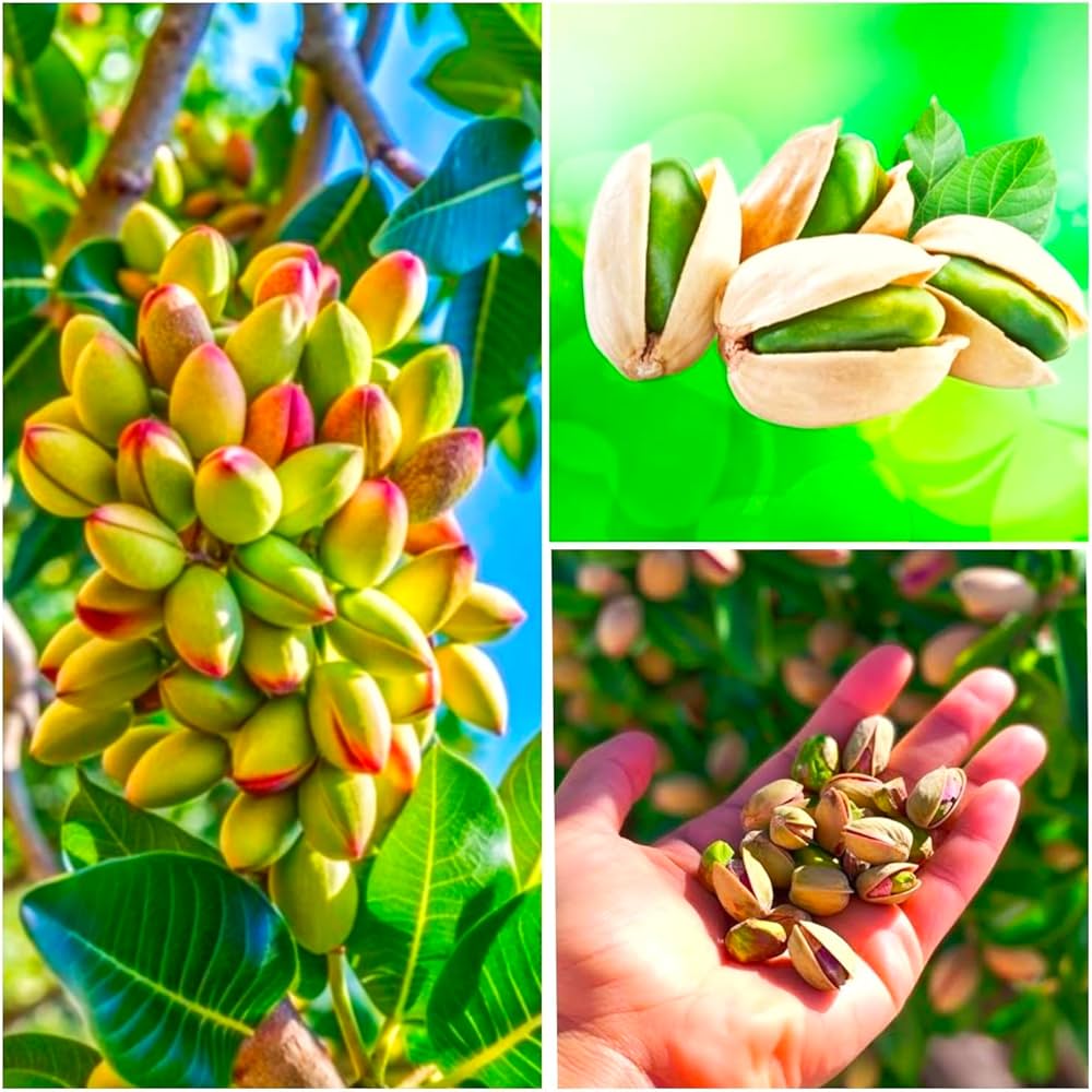 Pistacia vera heirloom pistachio seeds for garden growers
