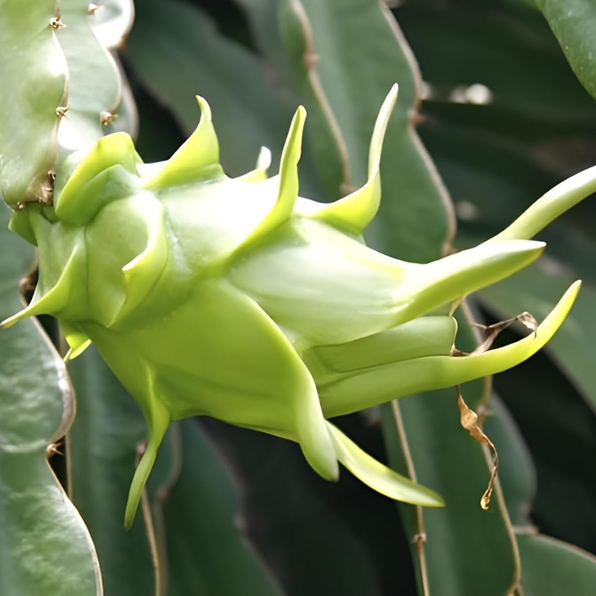 Pitaya fruit light green seeds for planting high germination