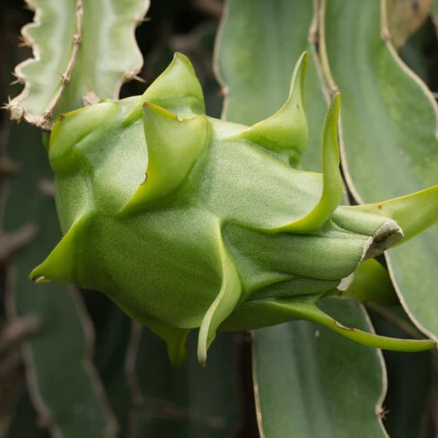 Pitaya plant climbing vine growth guide for beginners