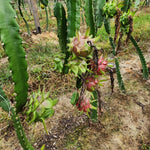 Pitaya seedlings germinating from Non GMO pitaya seeds