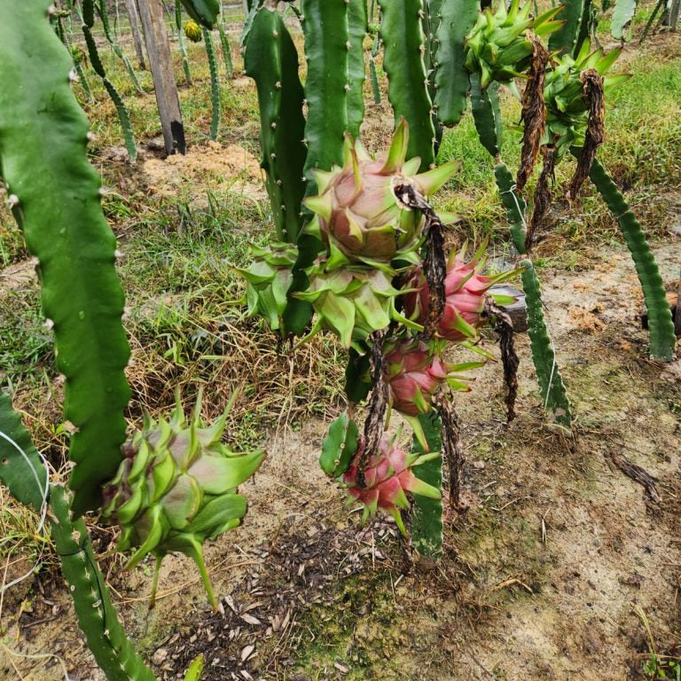 Pitaya seedlings germinating from Non GMO pitaya seeds